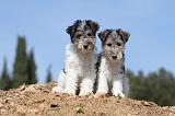 FOX TERRIER 240